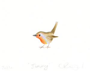 'Jimmy' the robin