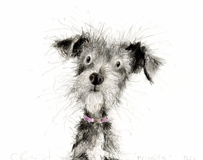 cute grey scruffy dog drawing 