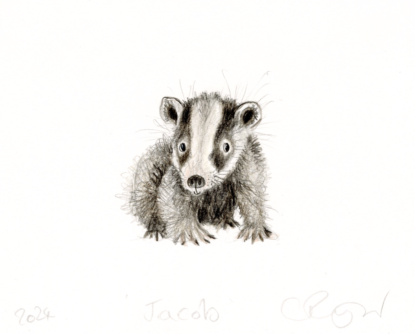 'Jacob' the baby badger