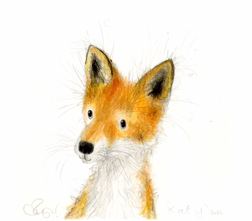 ‘Katy’ the fox