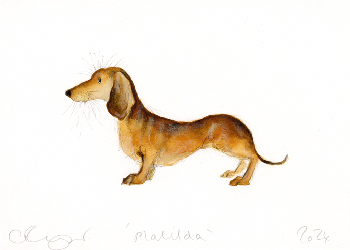 original dachshund dog watercolour  illustration by Catherine Rayner