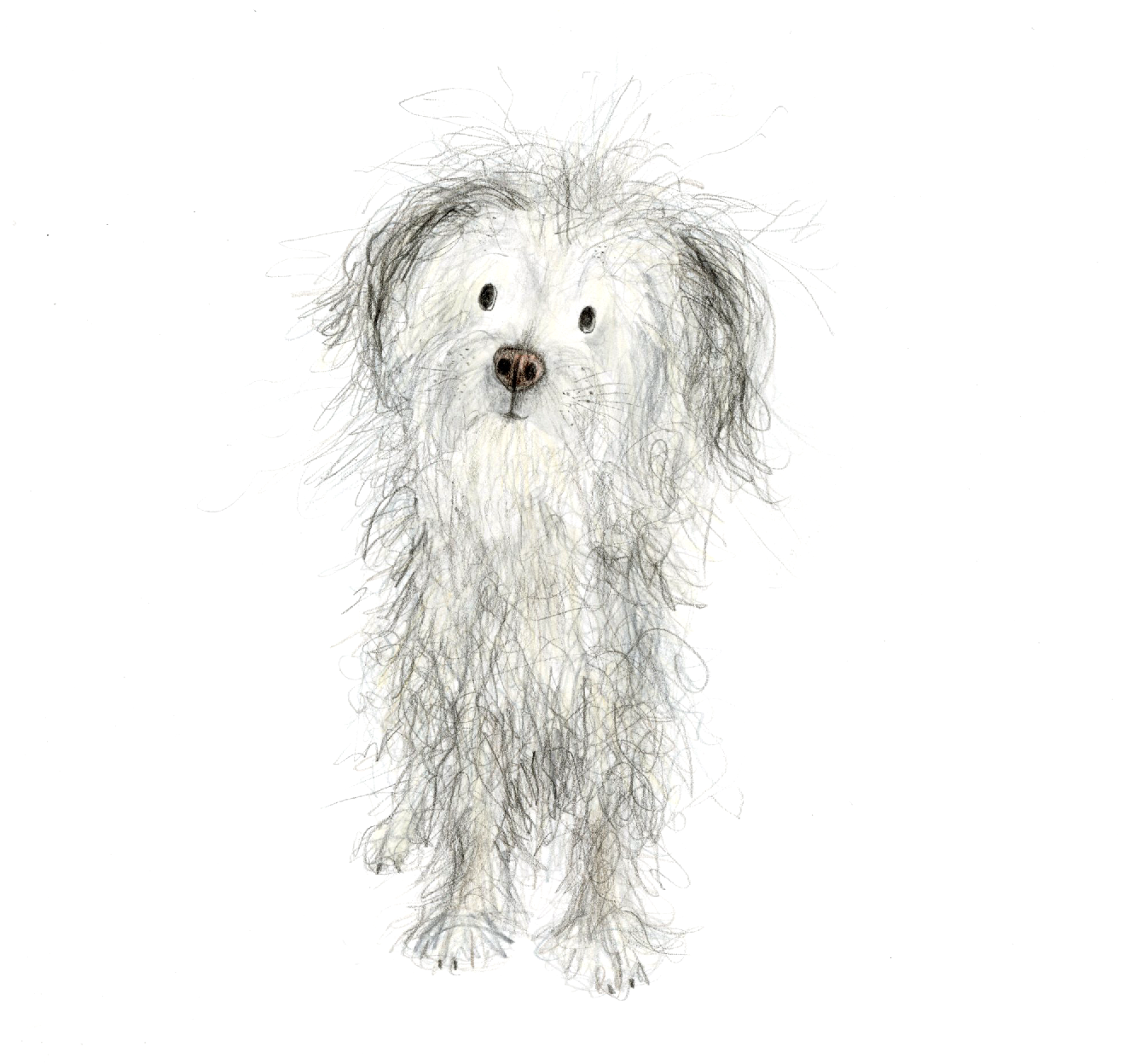 scruffy dog drawing. Original illustration on paper