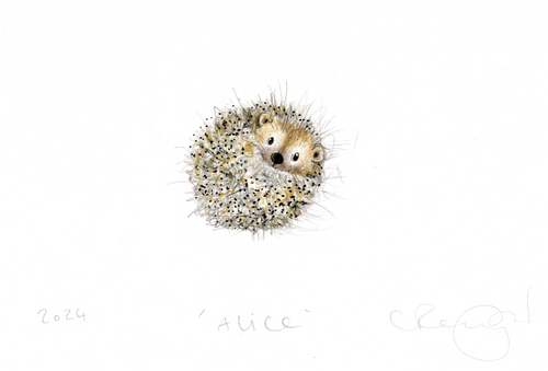 a baby hedgehog illustration curled in a ball