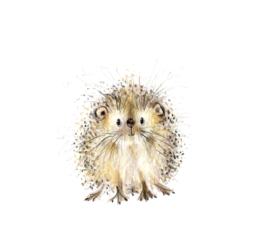 'Gareth' the hedgehog