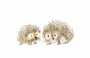 'Percy and Prickles' the hedgehogs