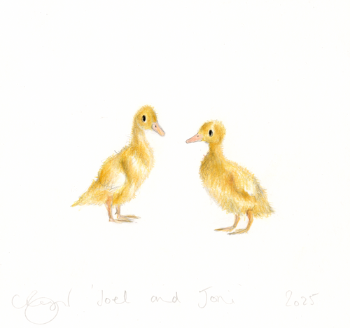 'Joel and Joni' the ducklings