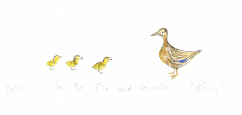 A sketch of three yellow ducklings following a brown adult duck. Text reads 