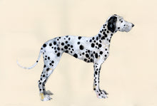 Load image into Gallery viewer, &#39;Pebbles&#39; (Dalmatian original painting - framed)